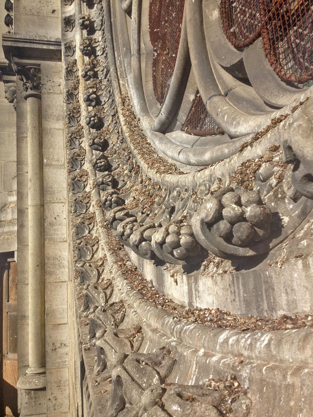 Solutions anti-pigeons-cordistes-reims